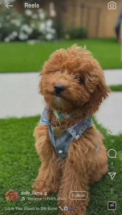 Custom Dog Denim Vest